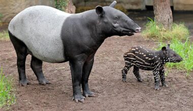 Es ist wieder Welt Tapir Tag!