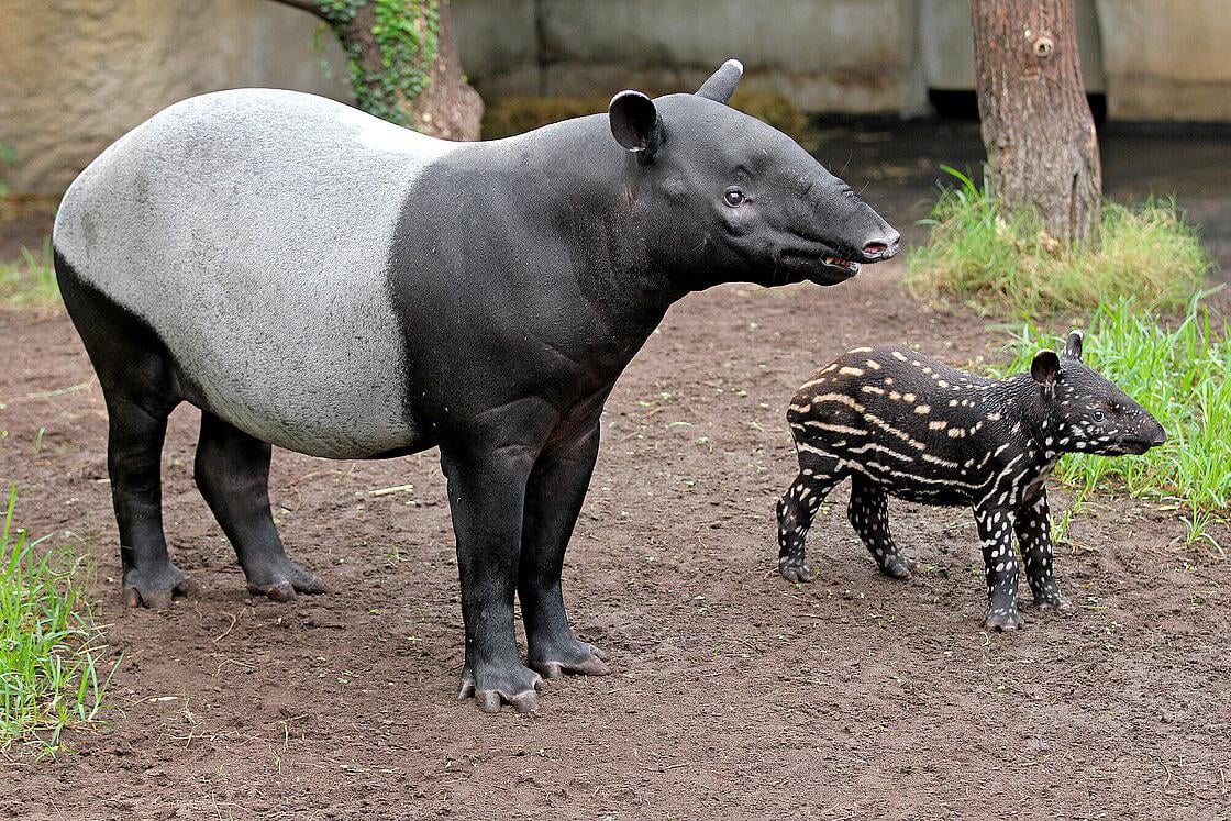 Es ist wieder Welt Tapir Tag!
