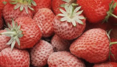 Morocco sets new record for frozen strawberry exports to Japan • EastFruit