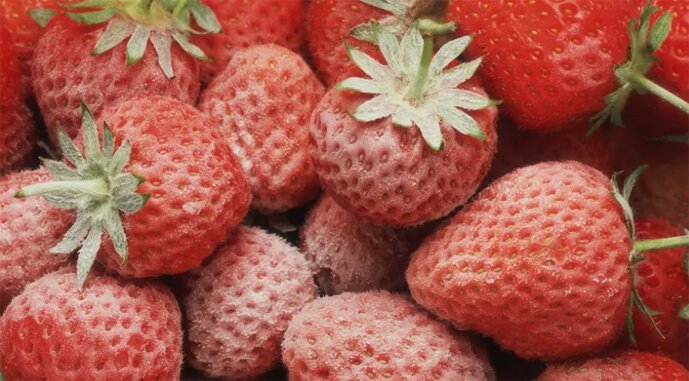 Morocco sets new record for frozen strawberry exports to Japan • EastFruit