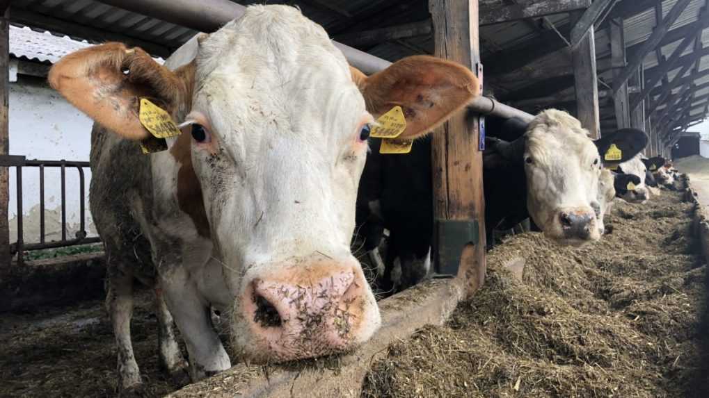 Prvé testy mlieka v Juhomoravskom kraji vírus slintačky a krívačky neodhalili