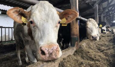 Testy mlieka v Česku vírus slintačky a krívačky neodhalili