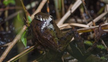 While out with camera yesterdayI spotted a Grass snake stuffing it's face with a Common frog.