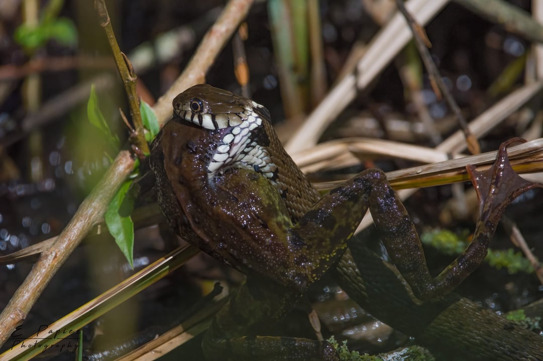 While out with camera yesterdayI spotted a Grass snake stuffing it's face with a Common frog.