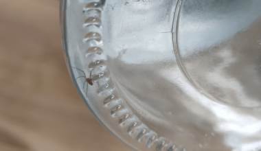 Hab gestern diesen kleinen Kumpel nach draußen gebracht