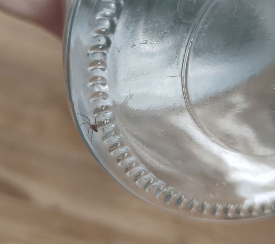 Hab gestern diesen kleinen Kumpel nach draußen gebracht