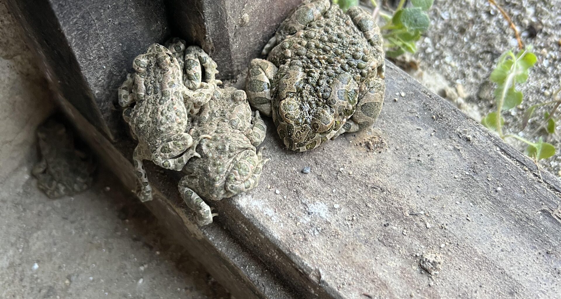 Was sind das für Kröten?