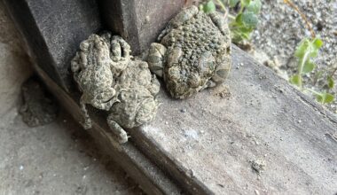 Was sind das für Kröten?