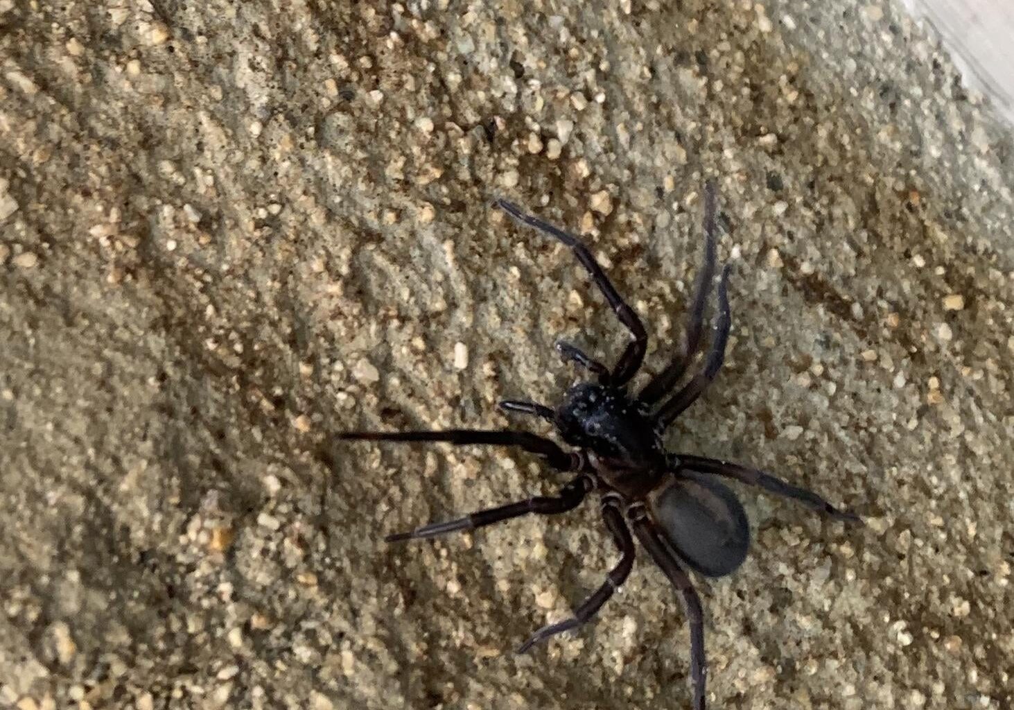 Kennt diese Art jemand ?