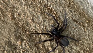 Kennt diese Art jemand ?