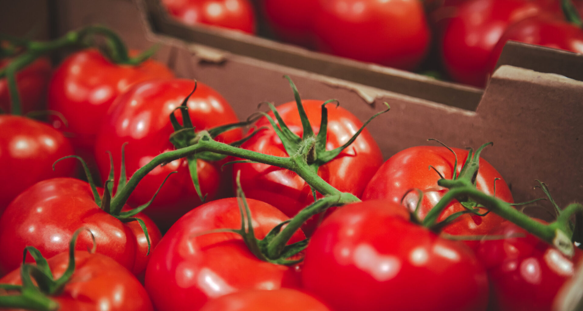 A cultura de Tomate em Portugal: um importante ativo estratégico