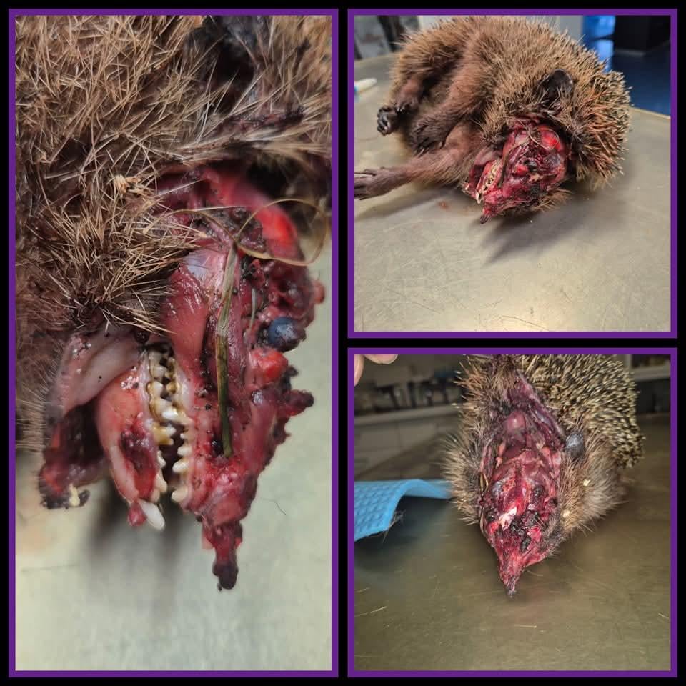 Igel vs Gartengeräte TW Blut und Verstümmelung