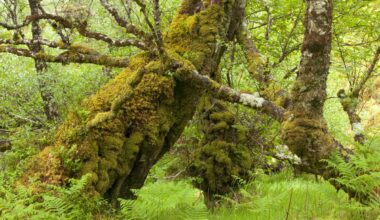 ‘Scale is so important’ – the fight to revive Britain’s vanishing rainforests