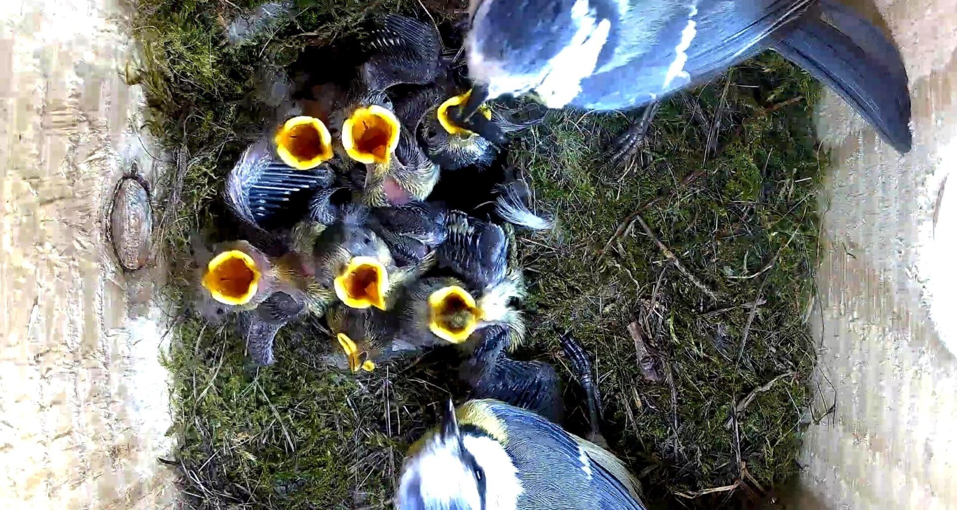 Brtende Blaumeisen im selbstgebauten Nistkasten mit festverbauter Kameratechnik