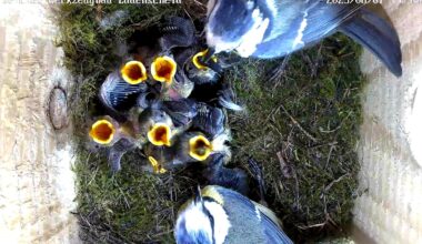 Brtende Blaumeisen im selbstgebauten Nistkasten mit festverbauter Kameratechnik