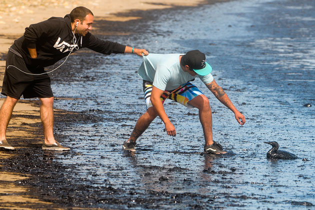 Two men rescue an oil-soaked sea bird at Refugio State Beach following the rupture of a nearby Plains All-American pipeline on May 19, 2015. 