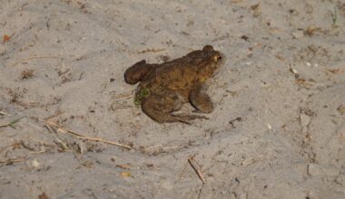 Normalerweise fotografiere ich Vögel, aber diese Kröte ist mir einfach über den Weg gelaufen :D Was ist das genau?