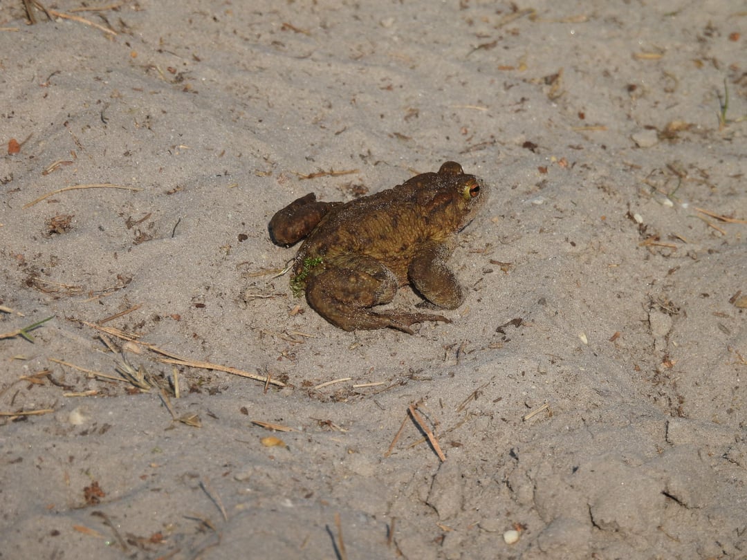 Normalerweise fotografiere ich Vögel, aber diese Kröte ist mir einfach über den Weg gelaufen :D Was ist das genau?