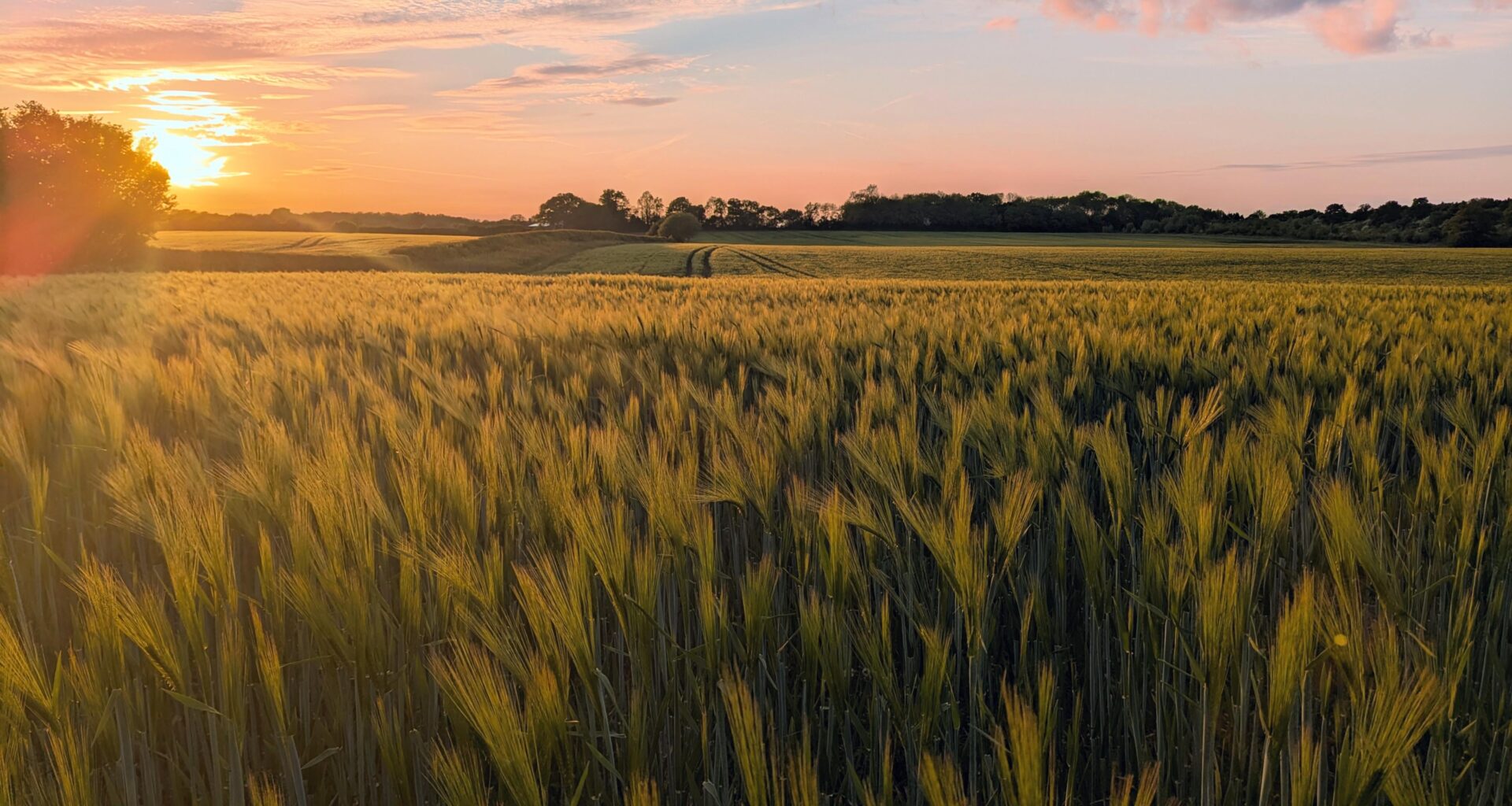 On my running route through the Hertfordshire countryside