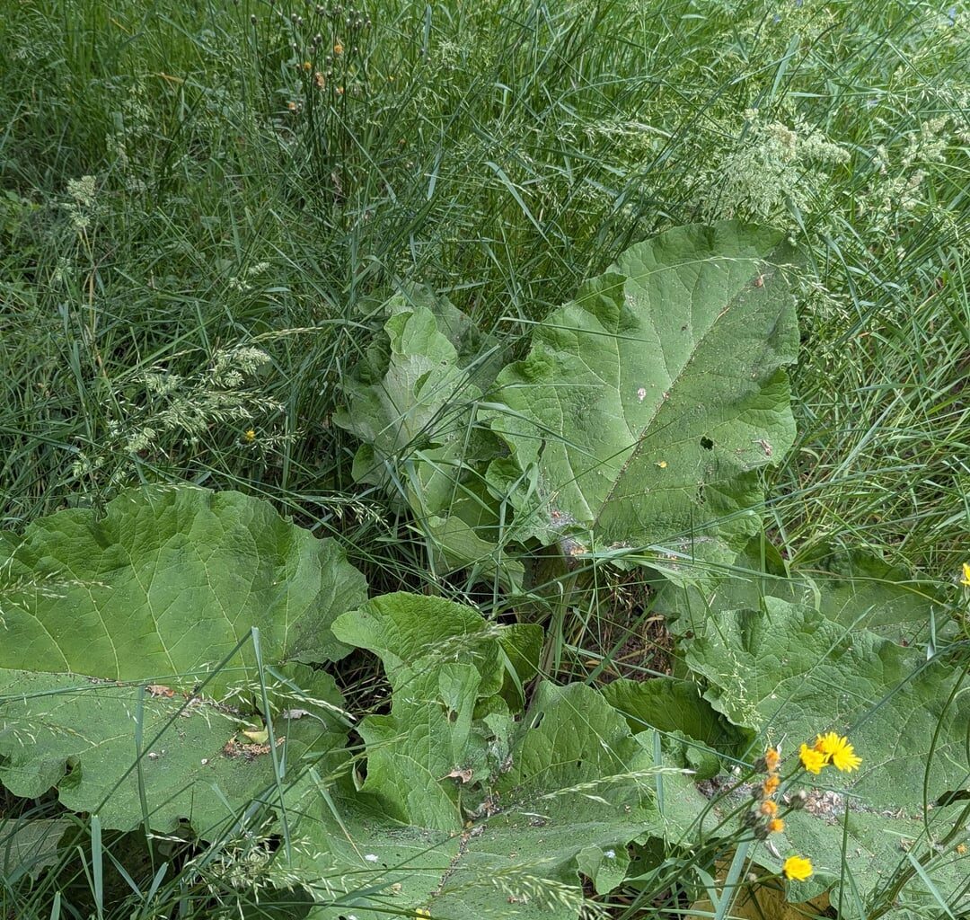 Was wächst hier auf der Streuobstwiese?