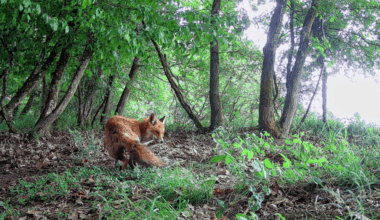 Fuchs macht es sich vor der Wildkamera gemütlich