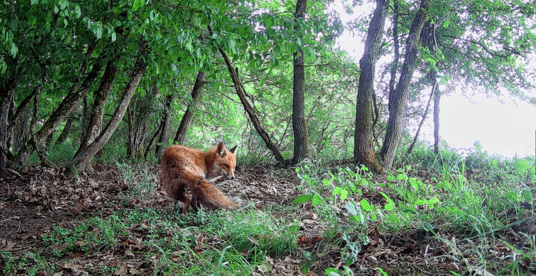 Fuchs macht es sich vor der Wildkamera gemütlich