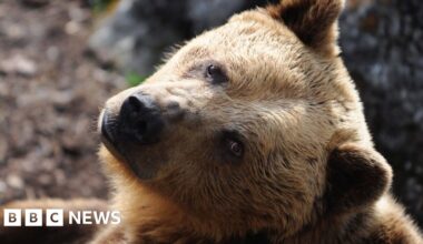 Slovakia approves sale of brown bear meat to public