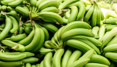 The future of bananas is under threat