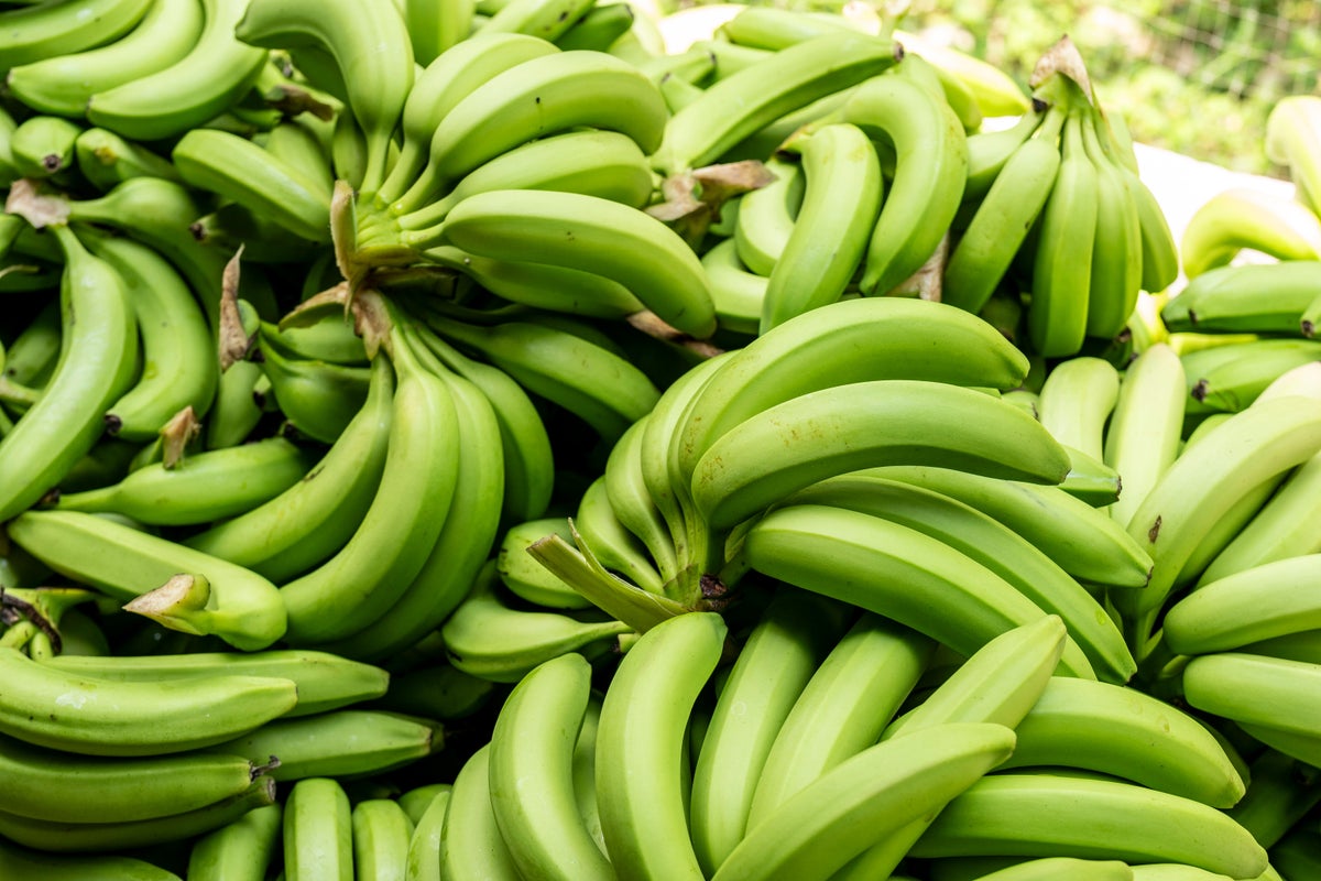 The future of bananas is under threat