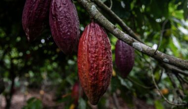 Cocoa, coffee and wheat: The EU food imports threatened by biodiversity and climate crises