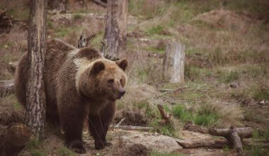 Video. Mistreated bears rehabilitated in Bulgarian wildlife refuge
