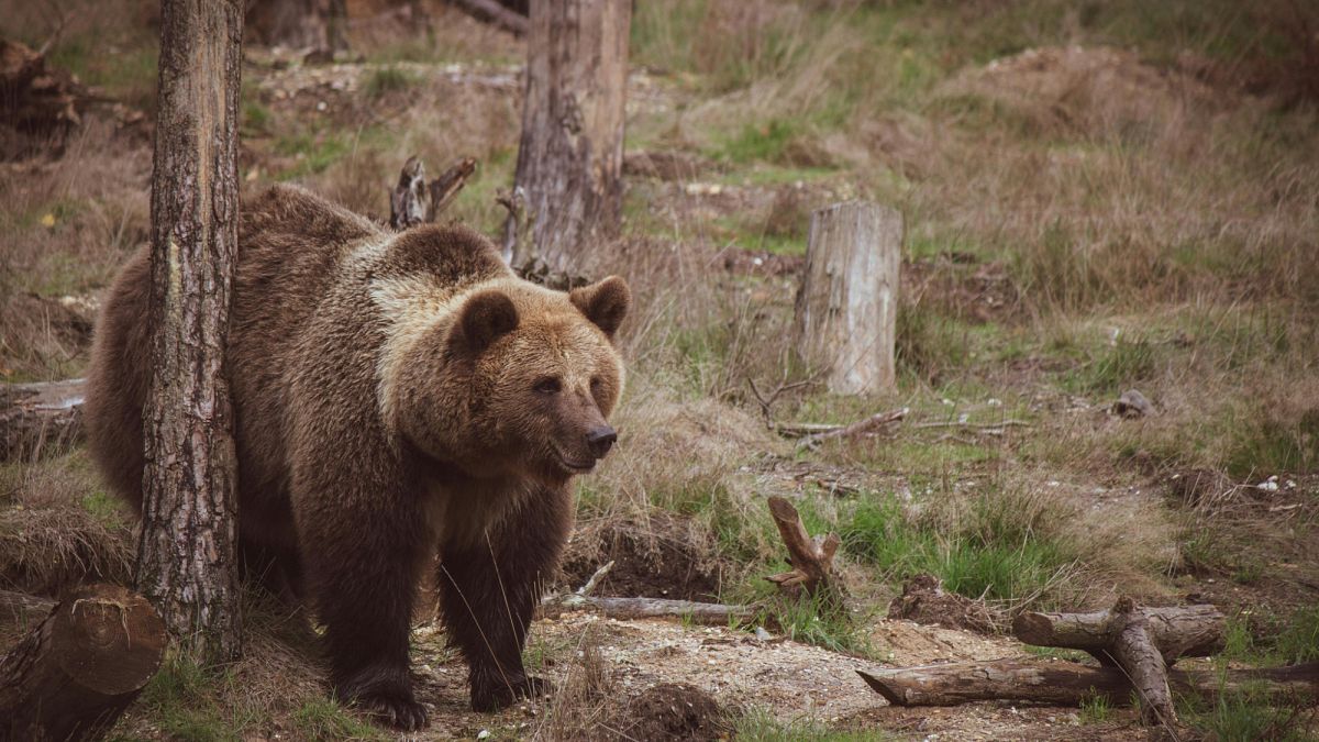Video. Mistreated bears rehabilitated in Bulgarian wildlife refuge