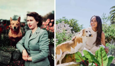 The UK royal family’s beloved pet dogs over the years
