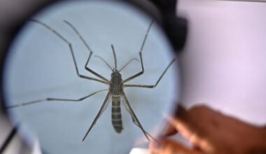 Dengue and chikungunya risk becoming endemic in Europe as mosquitoes head north – POLITICO