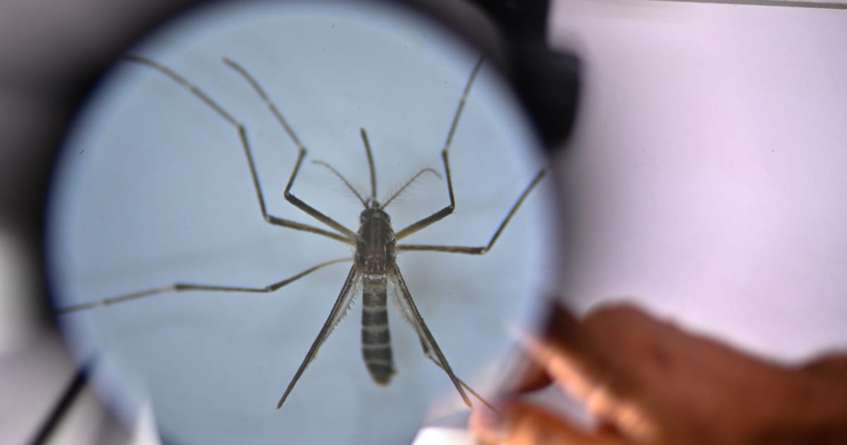 Dengue and chikungunya risk becoming endemic in Europe as mosquitoes head north – POLITICO
