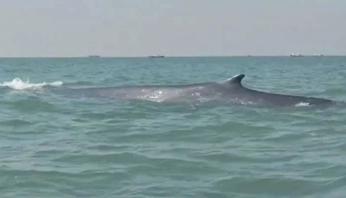 A representational image of a whale near Gawadar. —TheNews/File