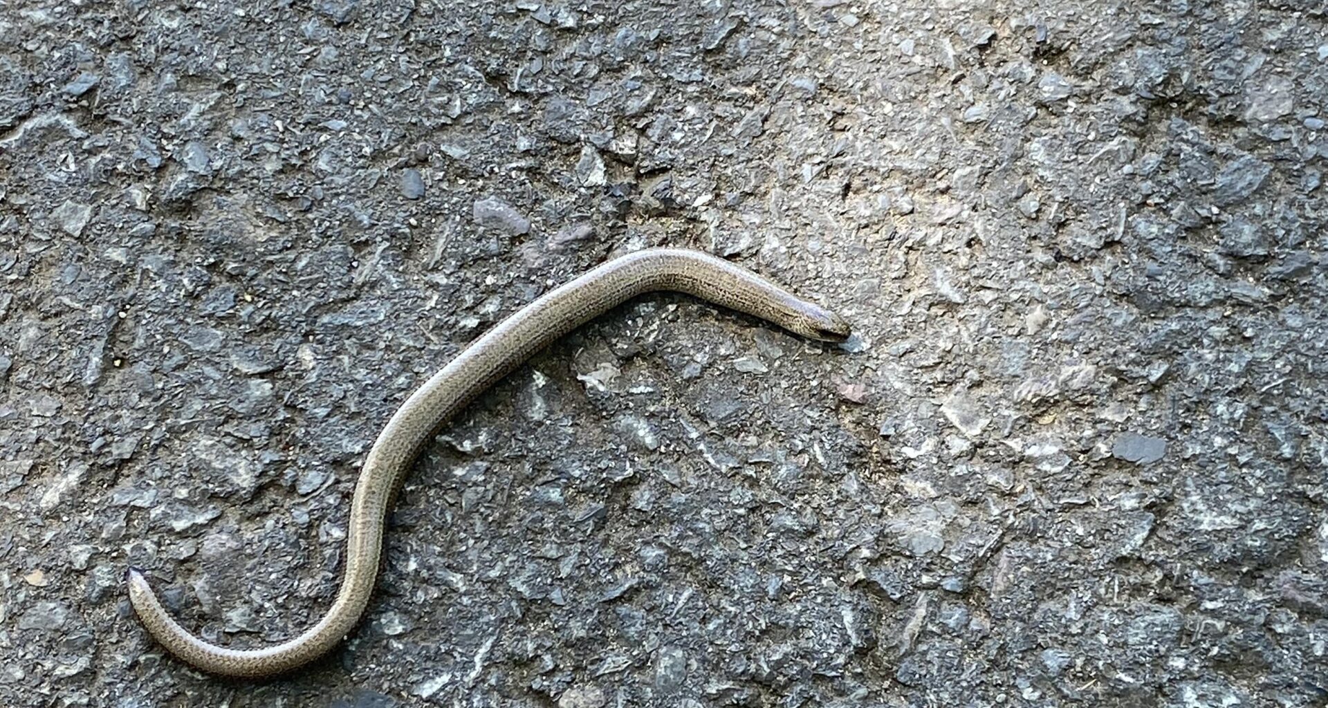 Wer hat sich hier fast unter meinen Roller geschlängelt?