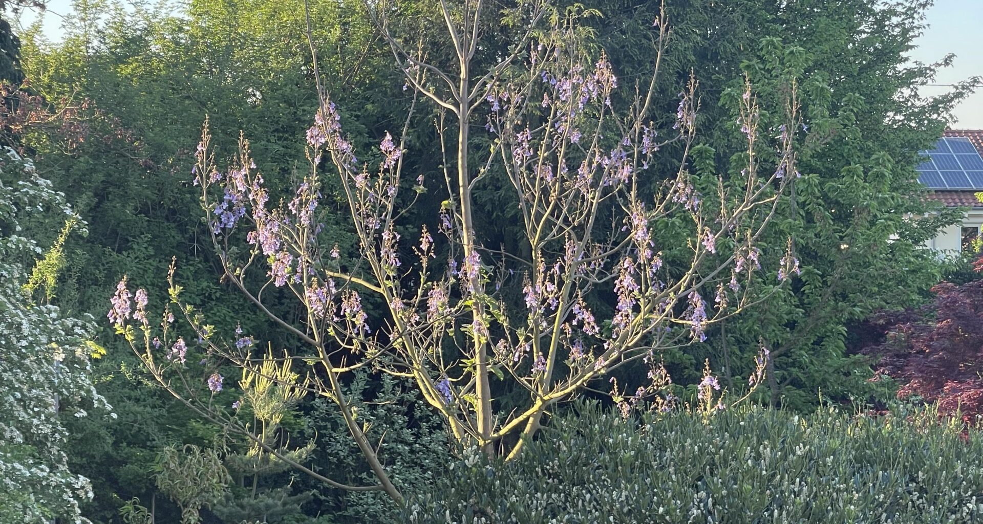 Nicht der Lieblingsbaum von r/Garten aber er blüht wirklich schön…