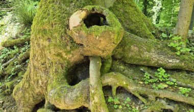 Was es nicht alles gibt...