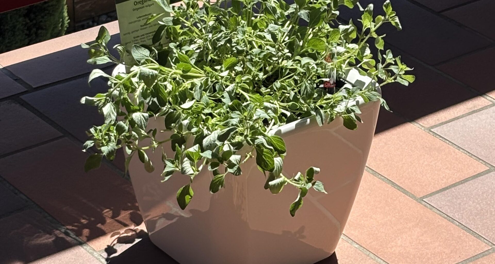 Oregano stirbt?