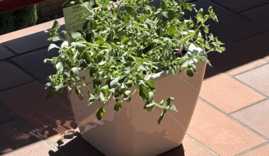 Oregano stirbt?