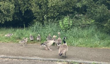 Schutz fremder Küken?