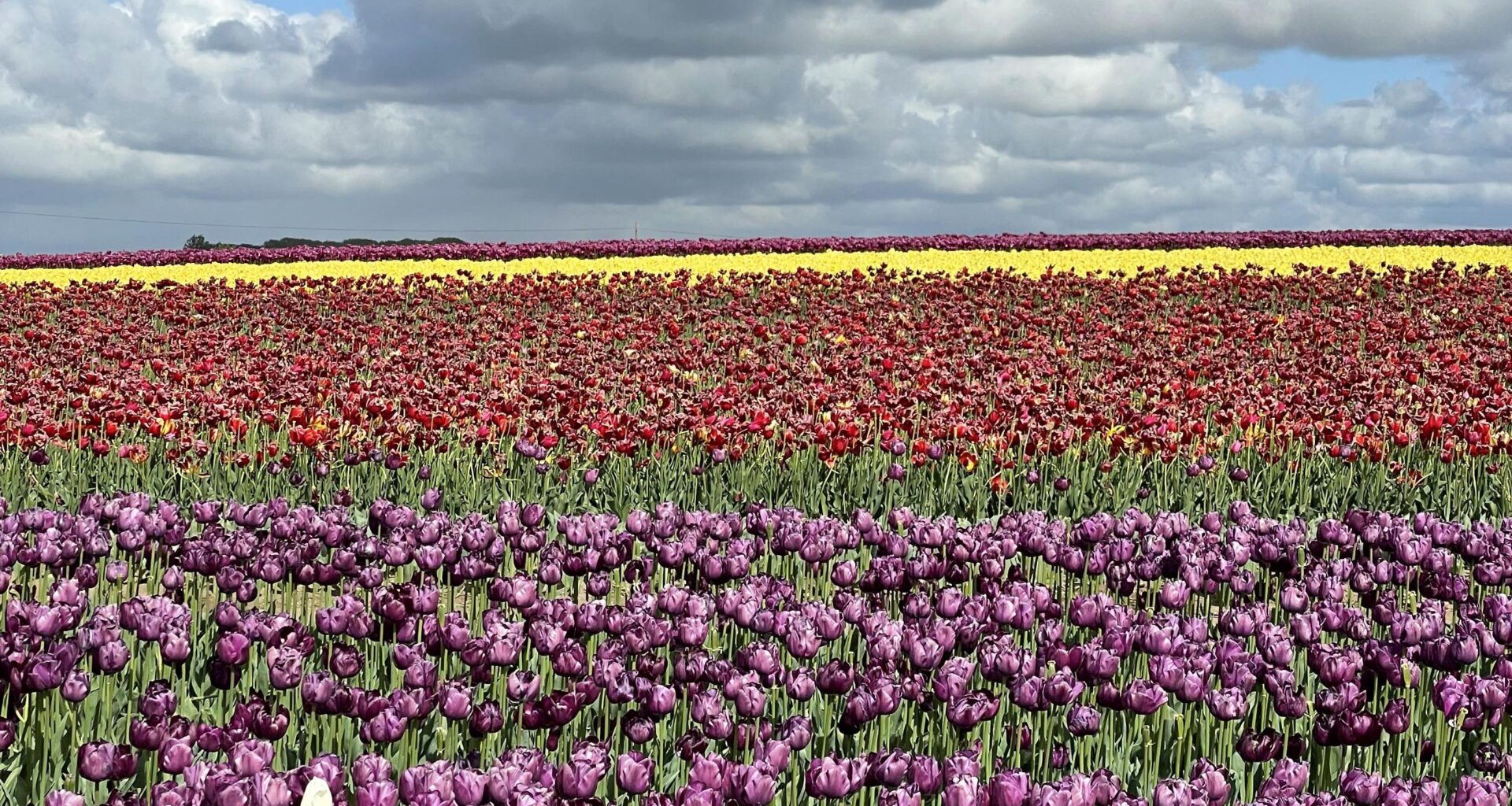 Tulip field in Norfolk today 🌷