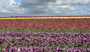 Tulip field in Norfolk today 🌷