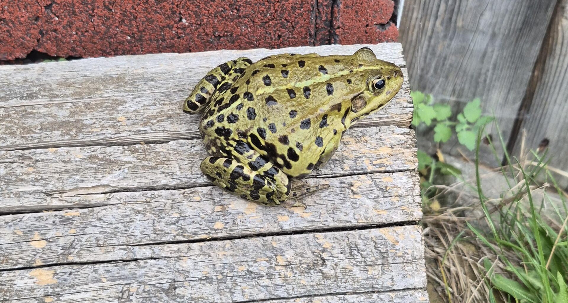 Welcher Frosch war bei mir am Wochenende zu Besuch?