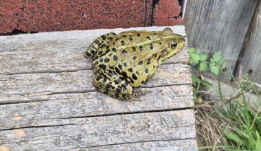 Welcher Frosch war bei mir am Wochenende zu Besuch?