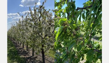 "30 to 100% of the Moldovan apricot and cherry harvests were compromised"