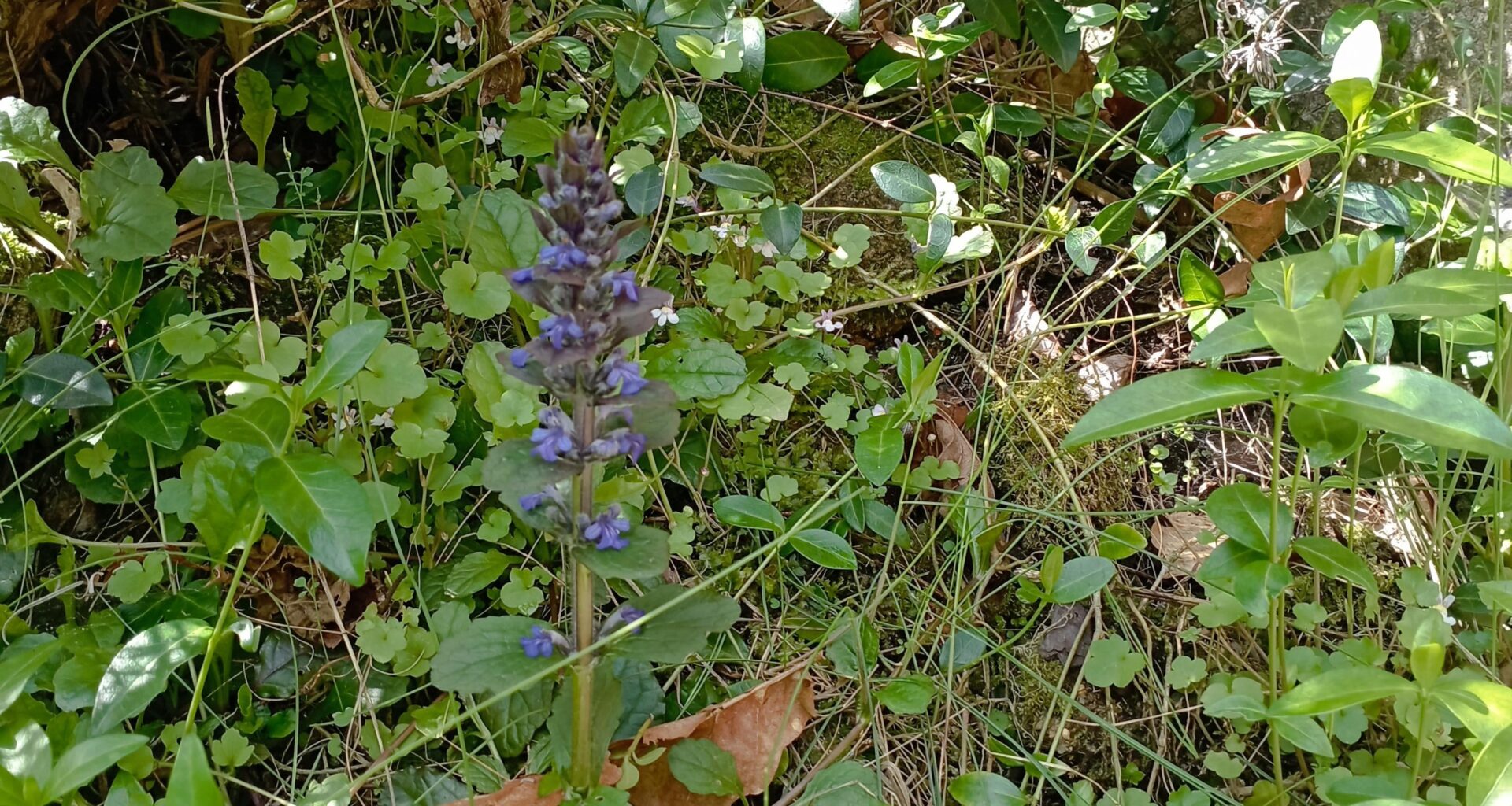 Kriechender Günsel, im Hintergrund Mauer-Zimbelkraut