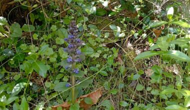 Kriechender Günsel, im Hintergrund Mauer-Zimbelkraut