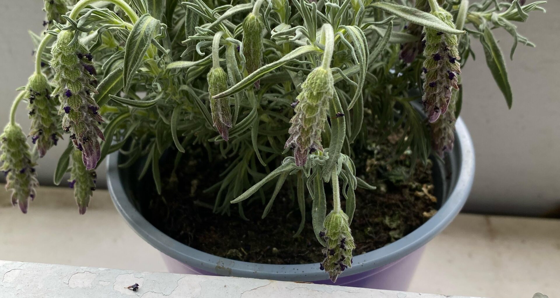 Was ist mit meinem Lavendel los?